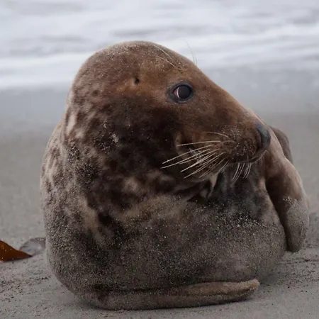 Ludwig Apartment Otterndorf