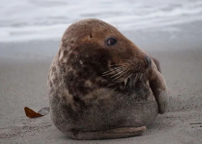 Ludwig Apartamento Otterndorf