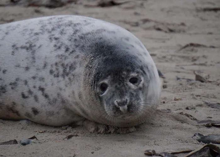 Ludwig * 奥滕多夫